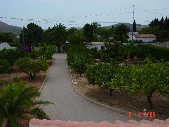 Orange and lemon grove